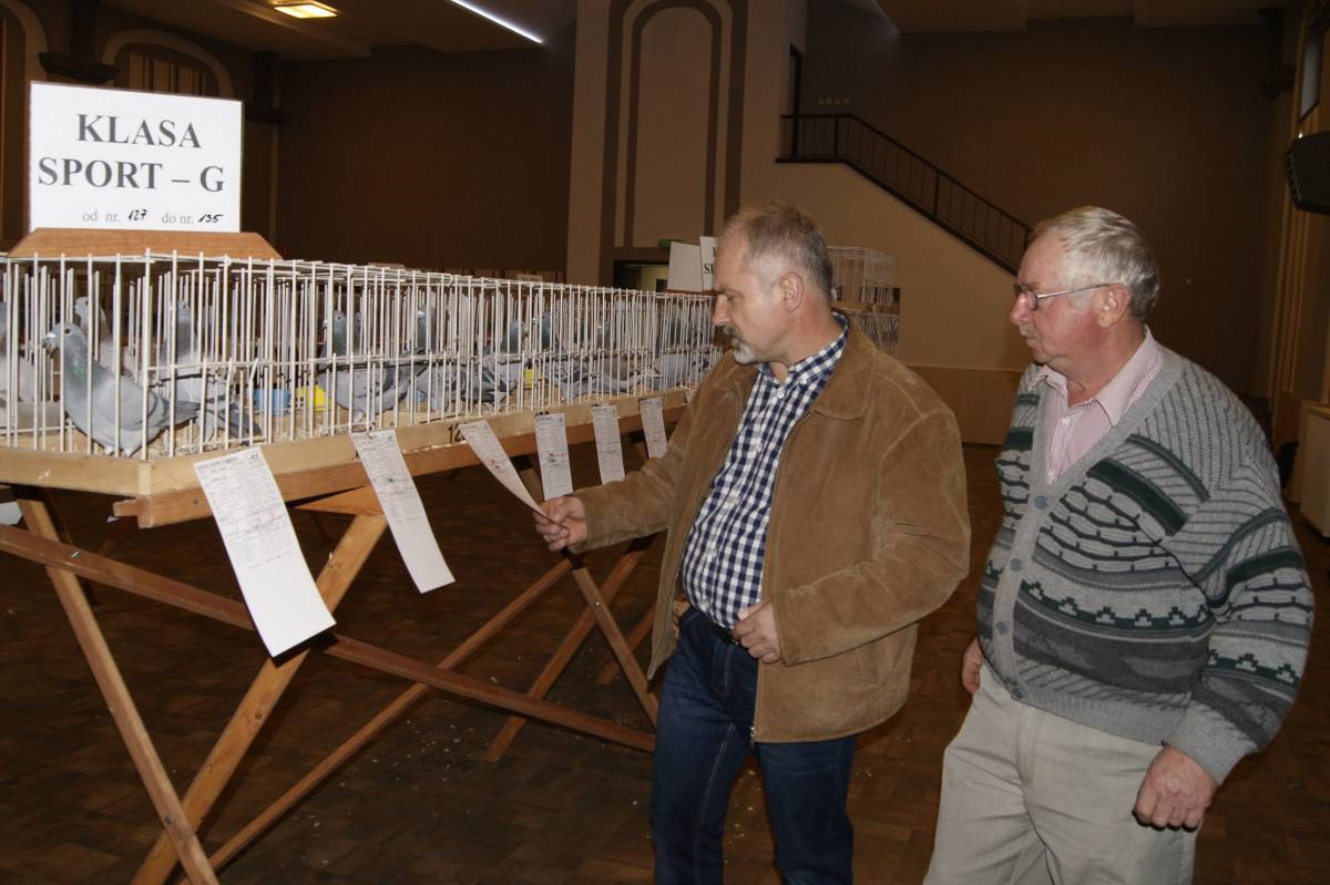 Wystawa gołębi w Tworogu