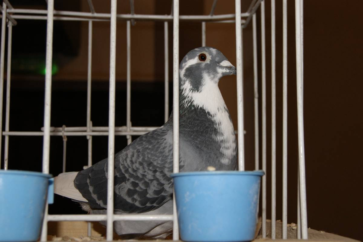 Wystawa gołębi w Tworogu