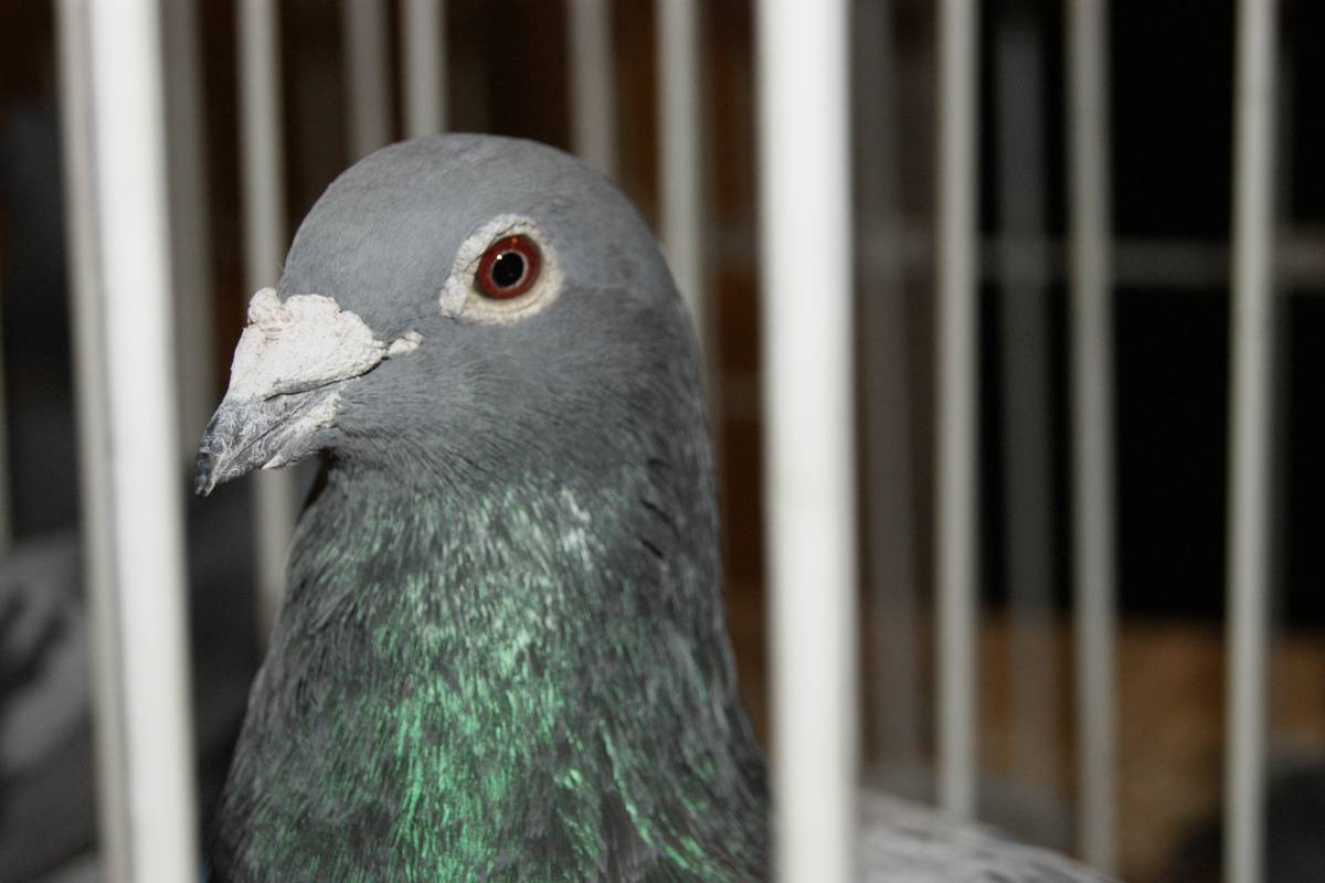 Wystawa gołębi w Tworogu