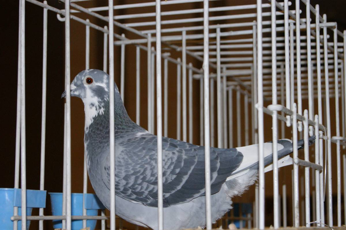 Wystawa gołębi w Tworogu