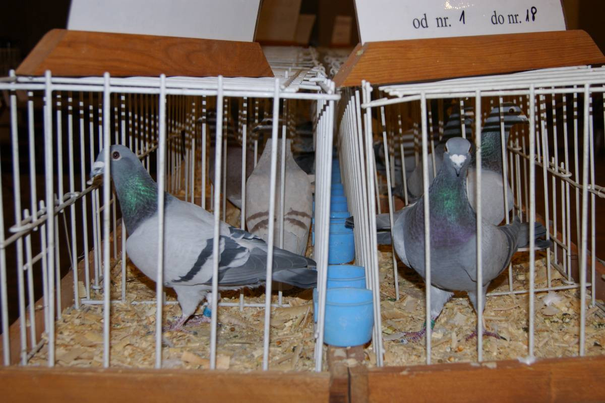 Wystawa gołębi w Tworogu