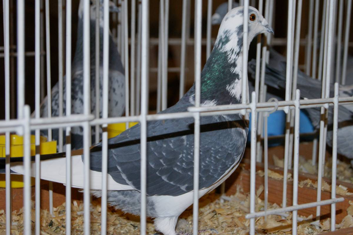 Wystawa gołębi w Tworogu