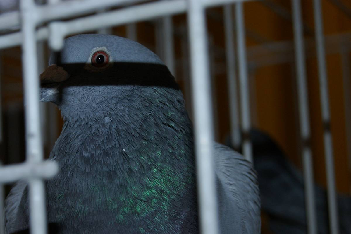 Wystawa gołębi w Tworogu