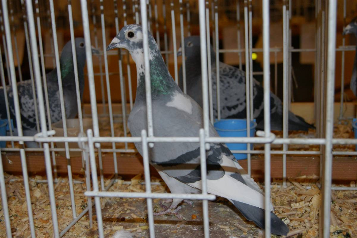 Wystawa gołębi w Tworogu