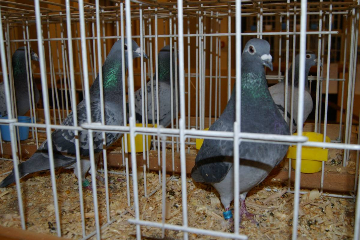 Wystawa gołębi w Tworogu