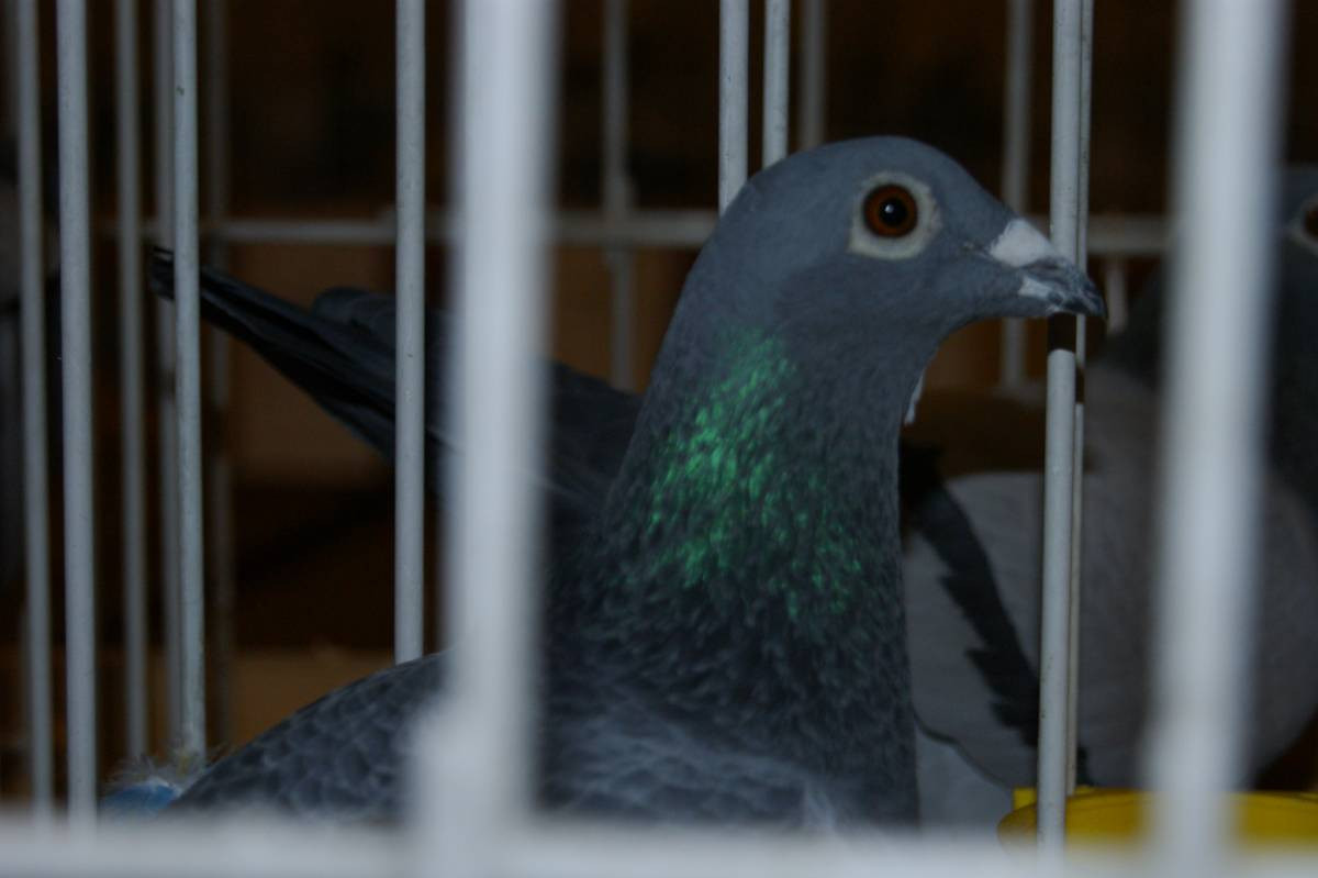 Wystawa gołębi w Tworogu