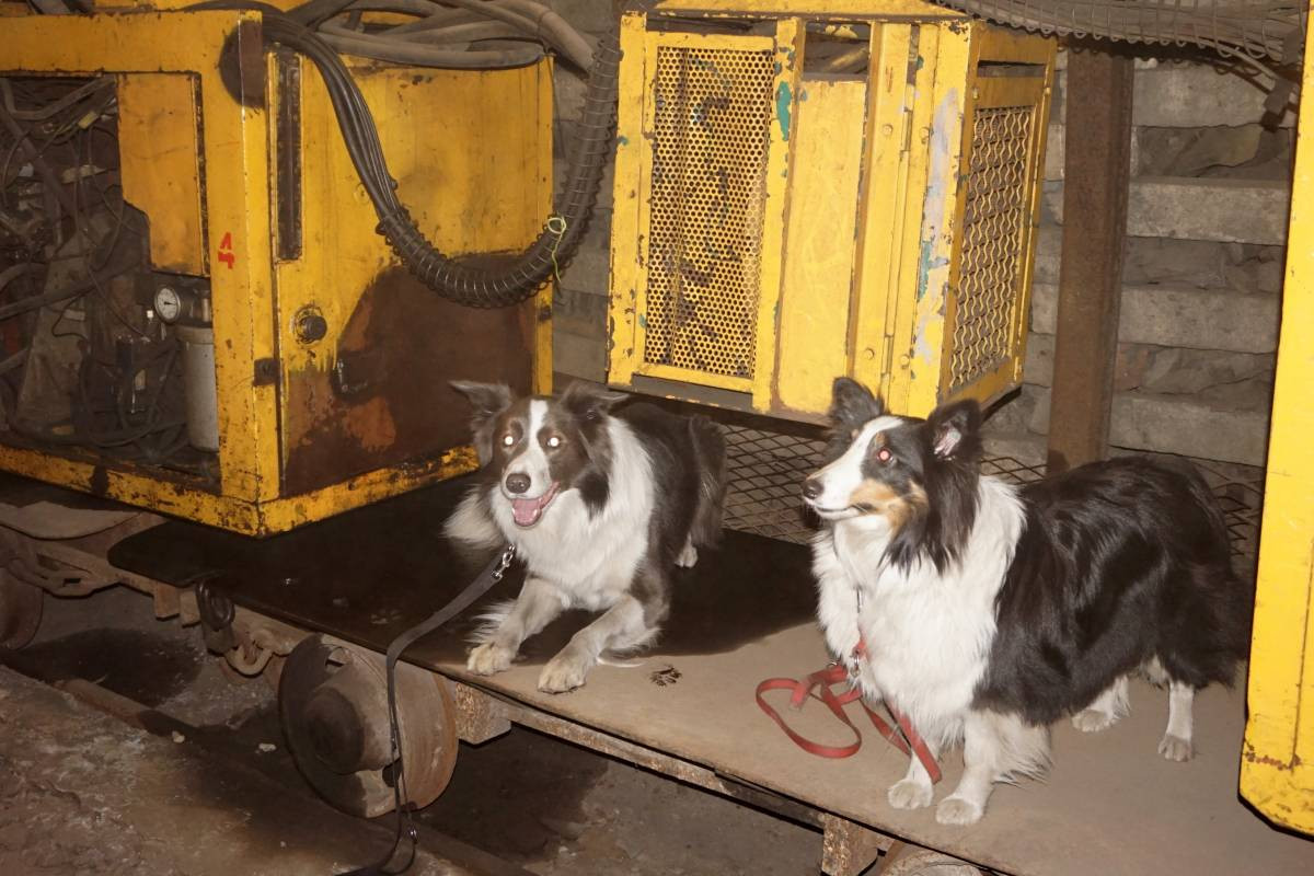 Psy do zadań specjalnych