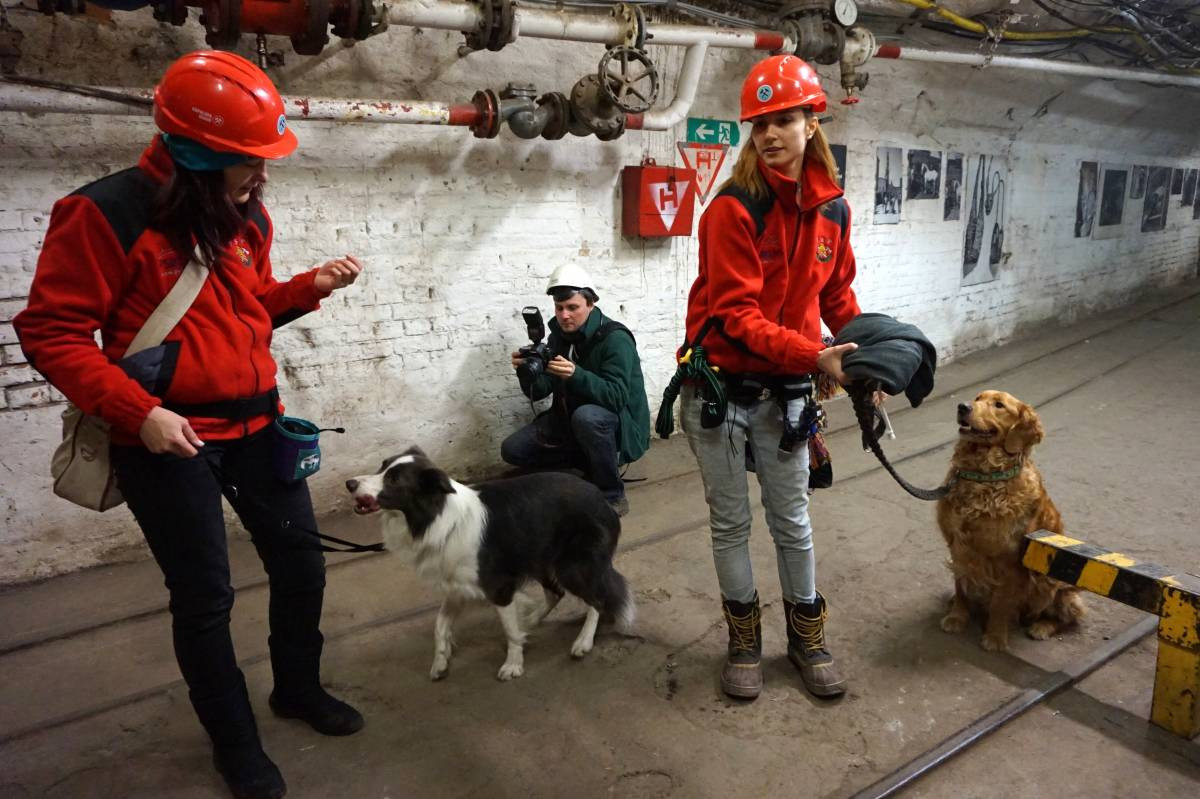 Psy do zadań specjalnych