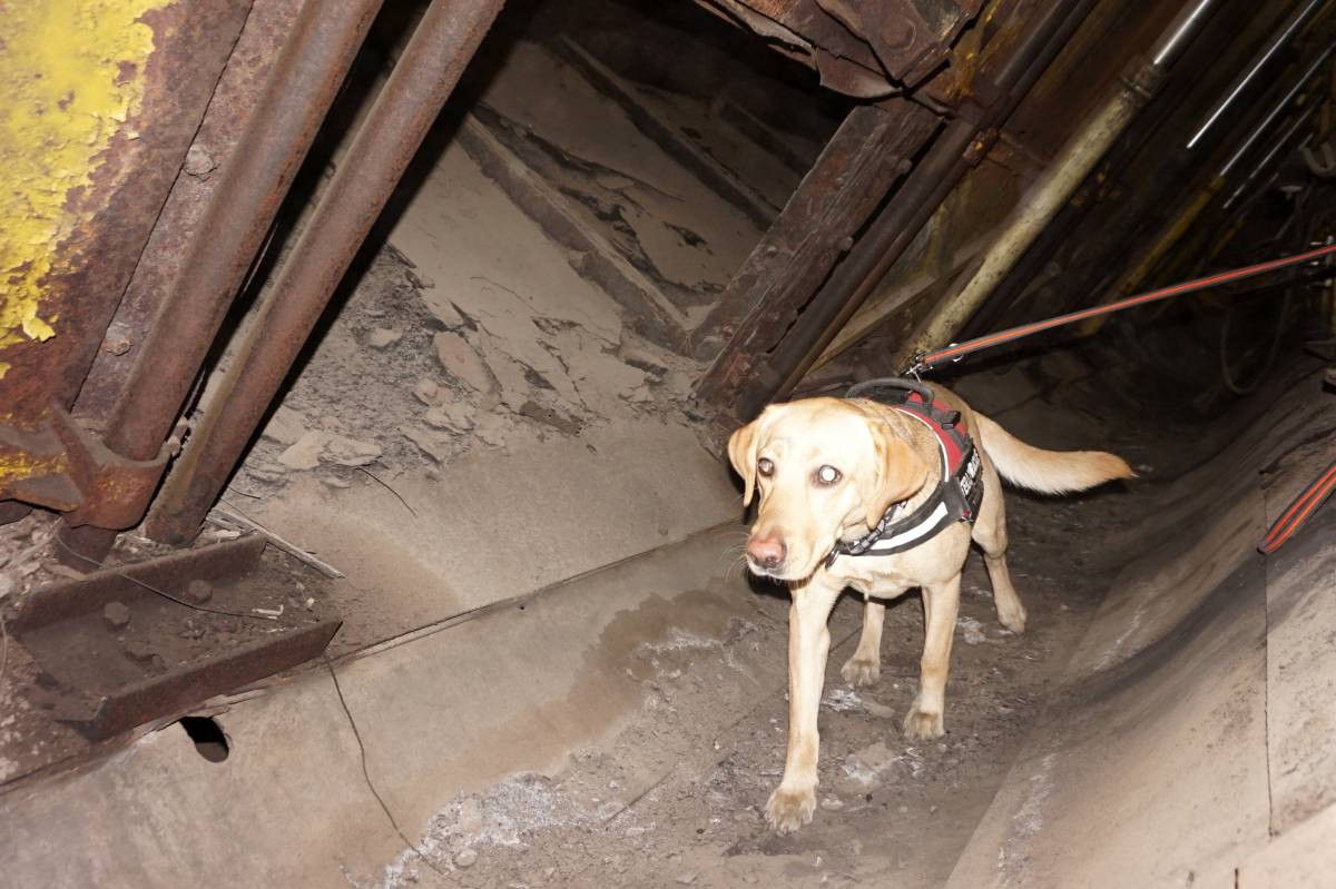 Psy do zadań specjalnych