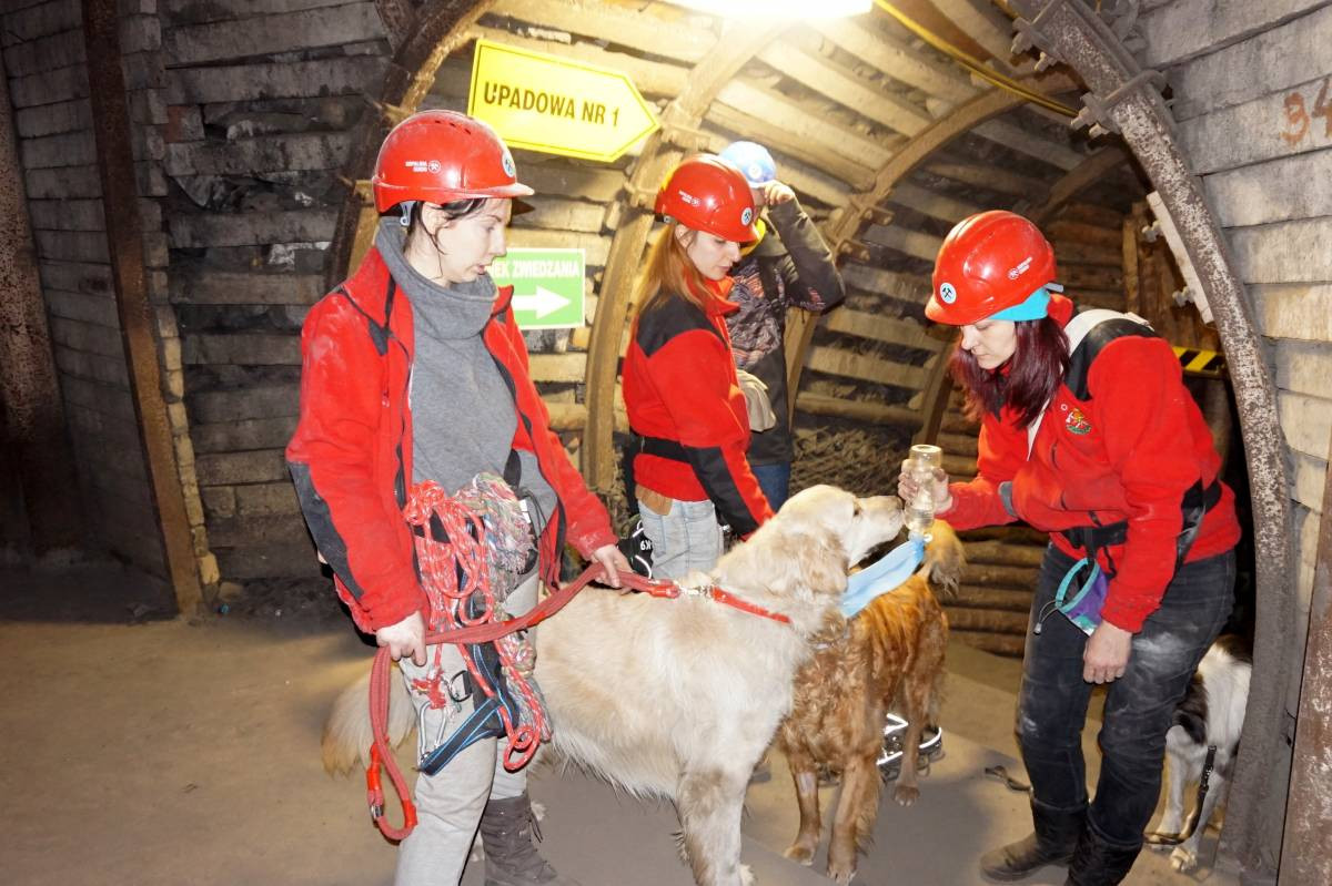 Psy do zadań specjalnych