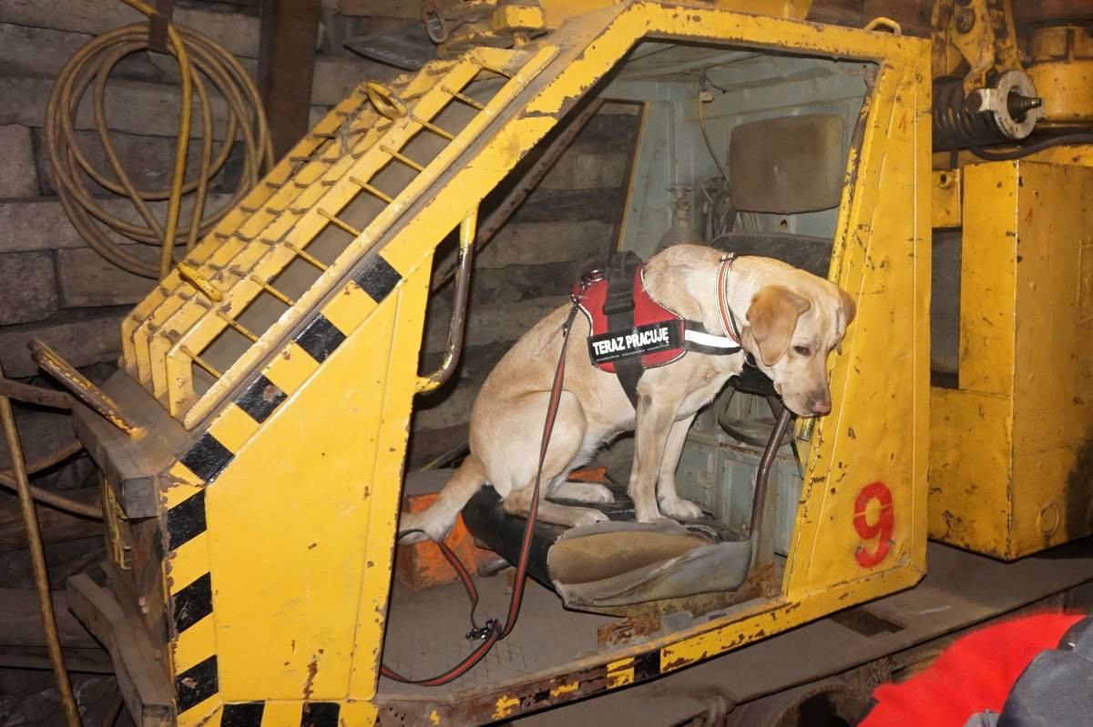 Psy do zadań specjalnych