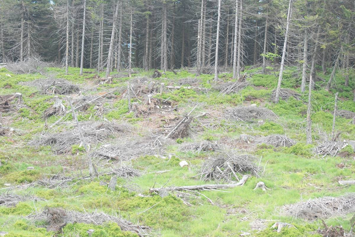 Bonsai na Skrzycznem