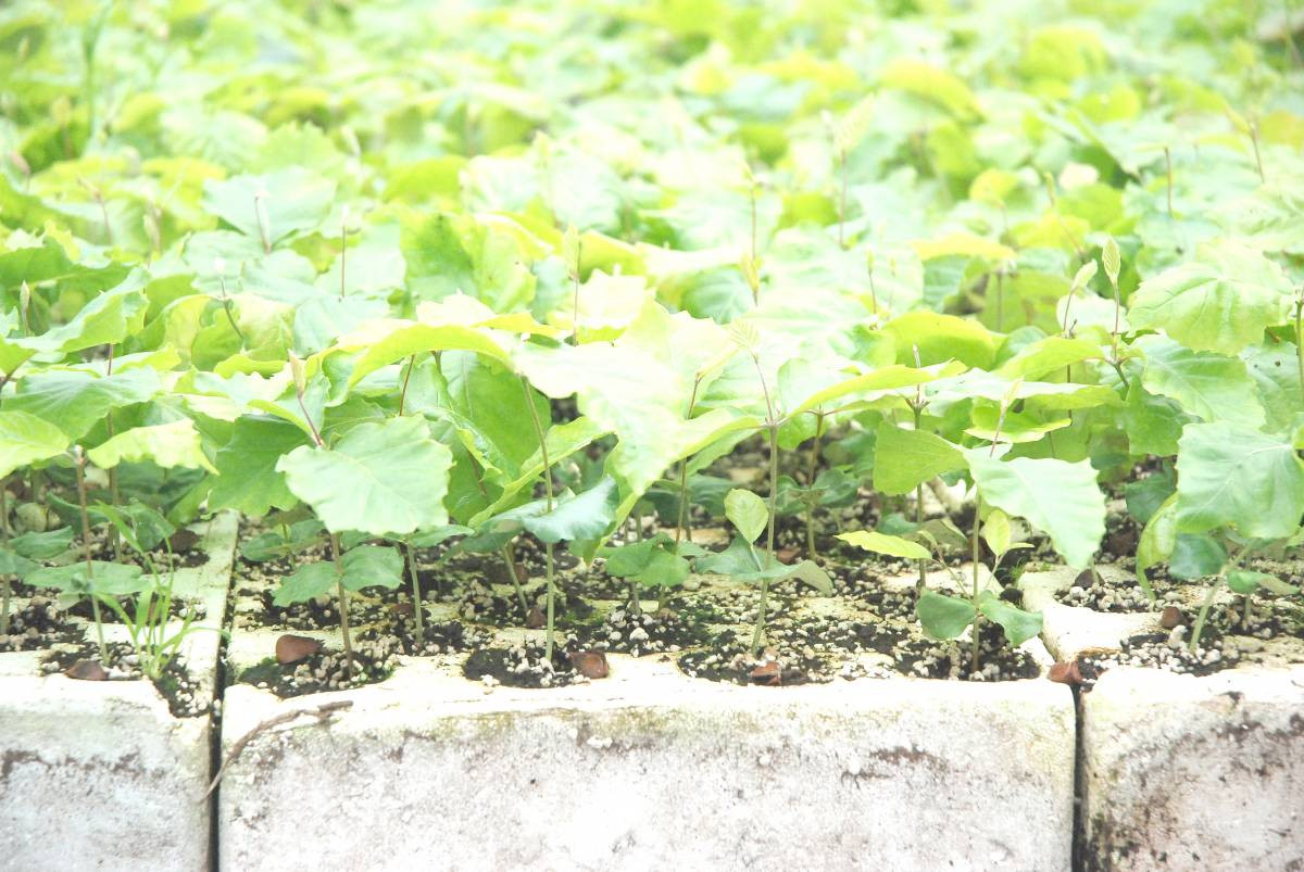 Bonsai na Skrzycznem