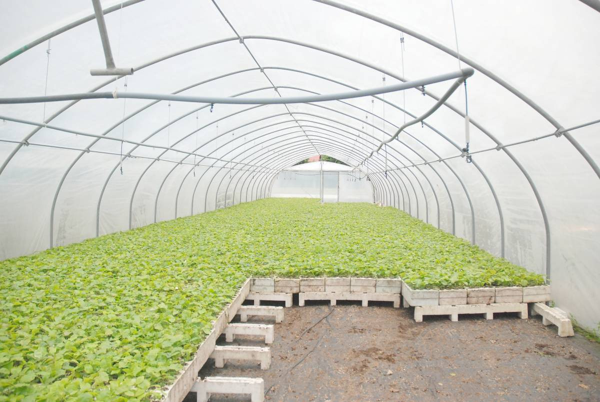 Bonsai na Skrzycznem