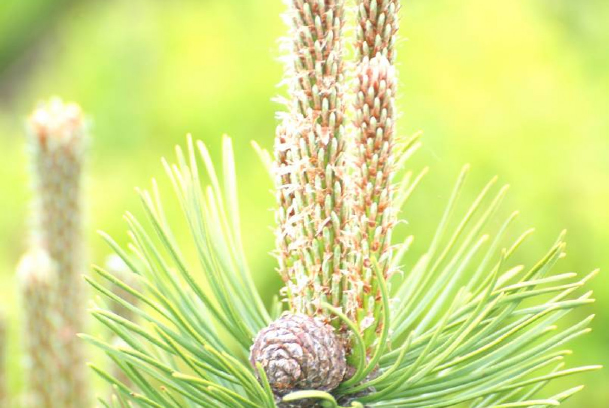 Bonsai na Skrzycznem