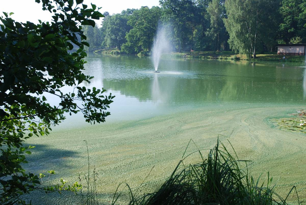 Zielona woda i szlam w stawie