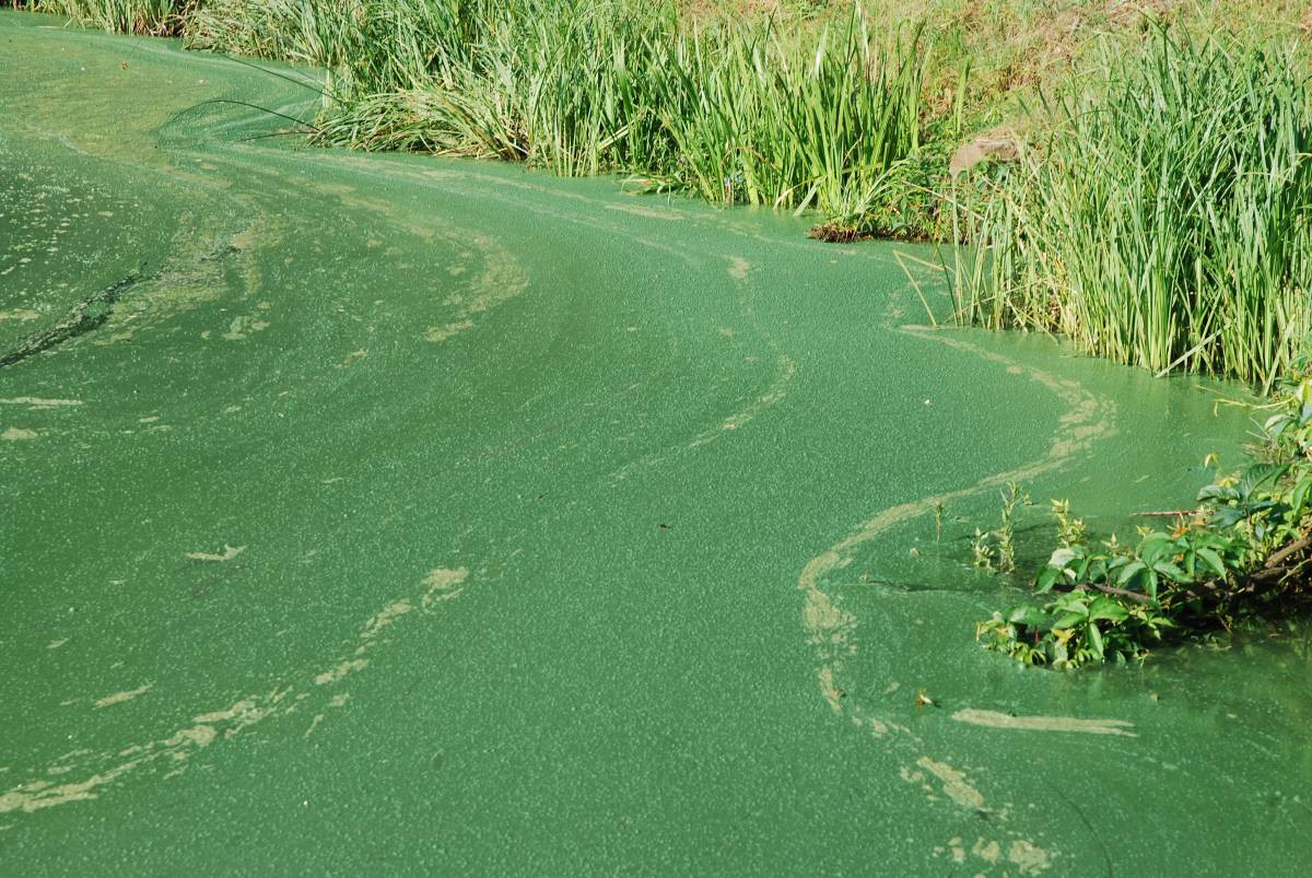 Zielona woda i szlam w stawie