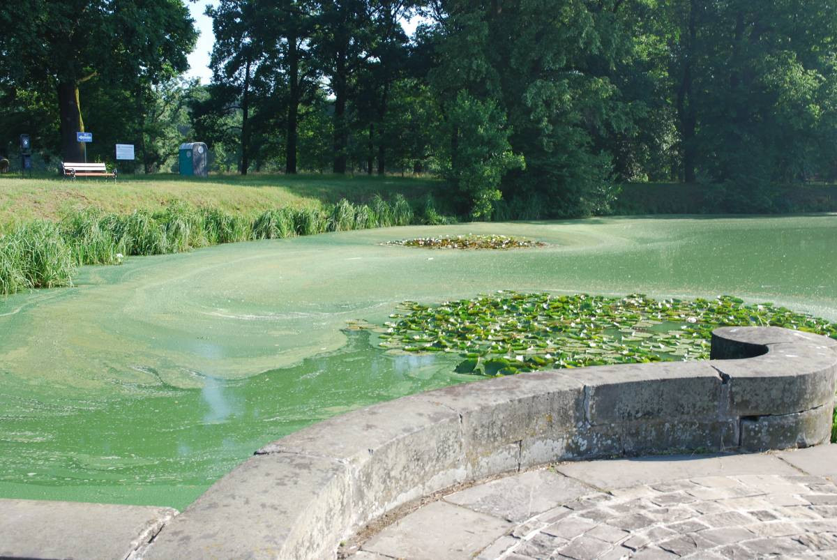 Zielona woda i szlam w stawie
