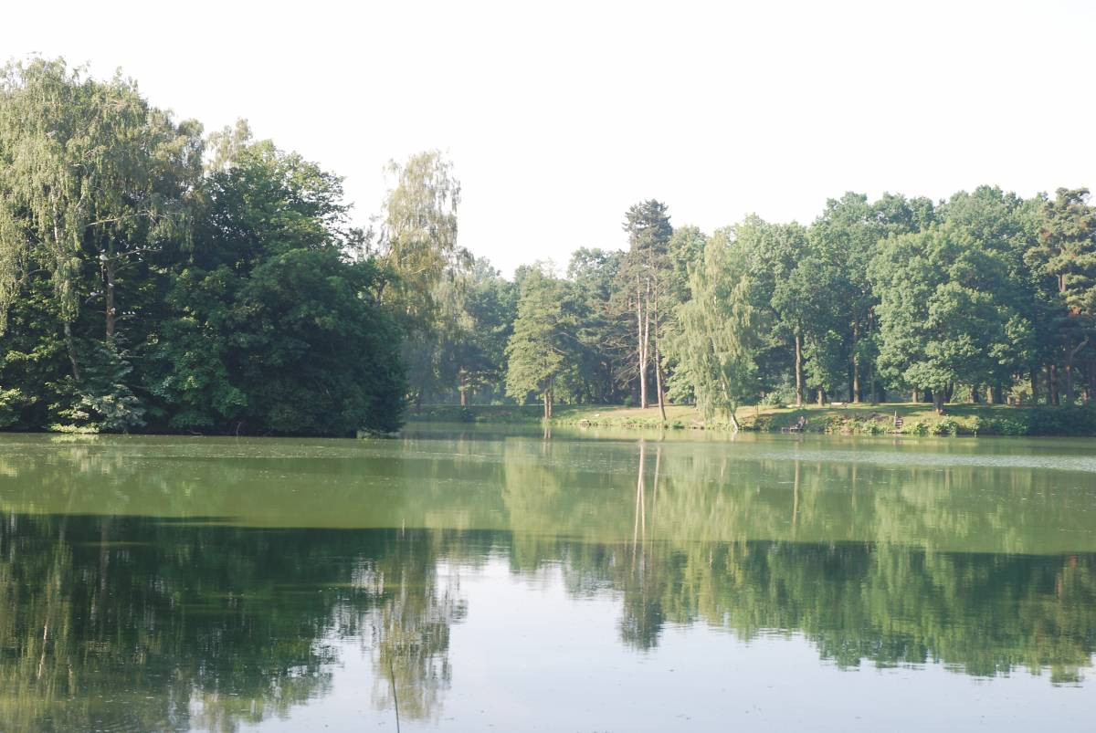 Zielona woda i szlam w stawie