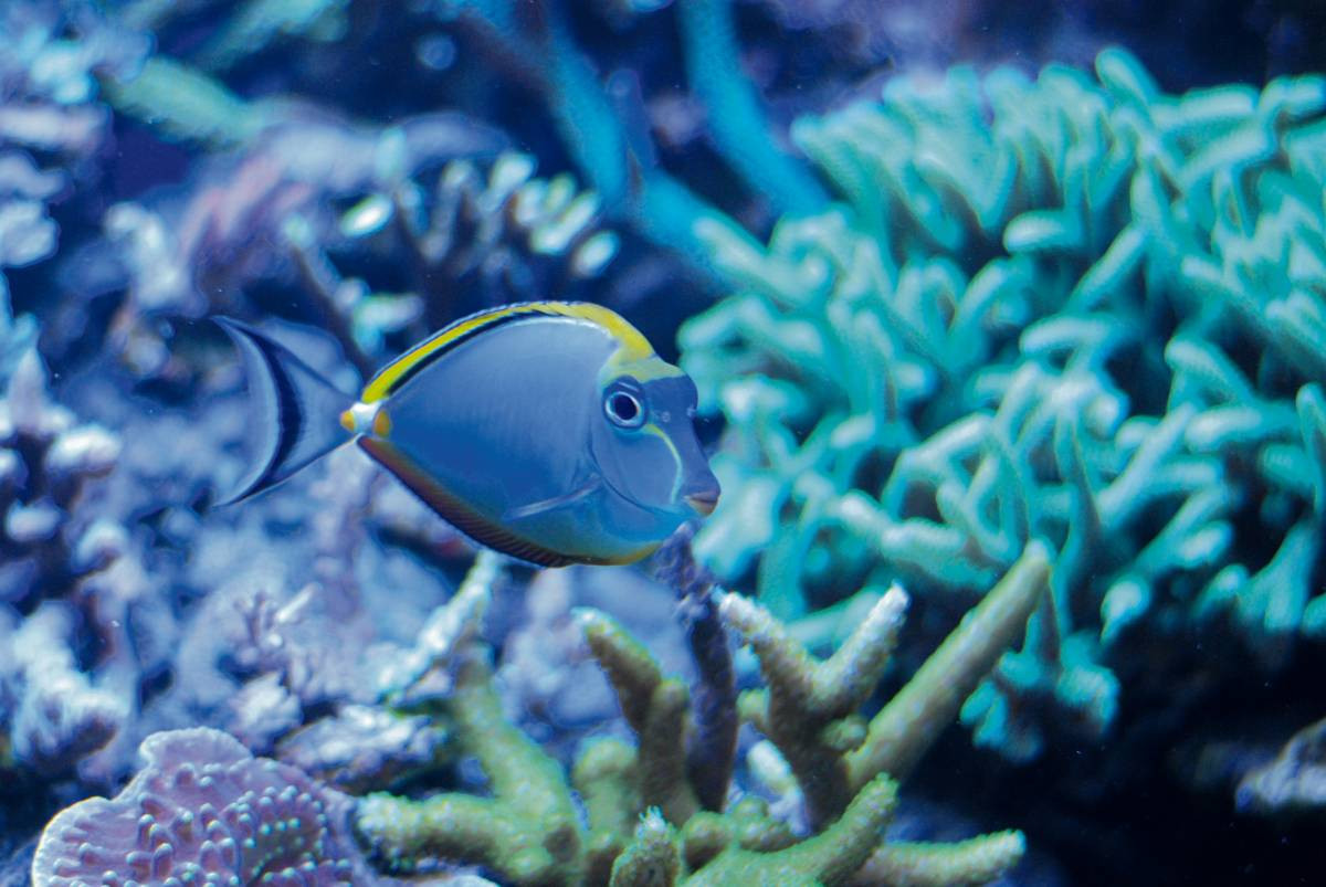 Rafa koralowa w miniaturze