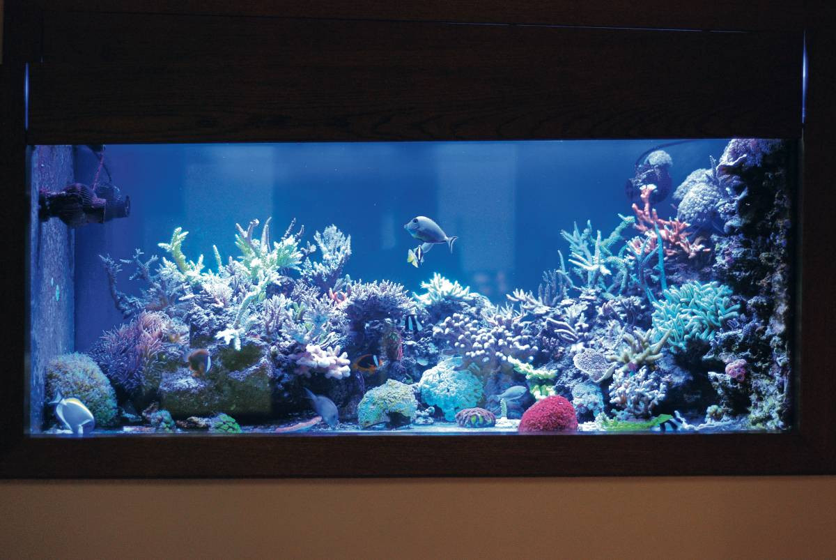 Rafa koralowa w miniaturze