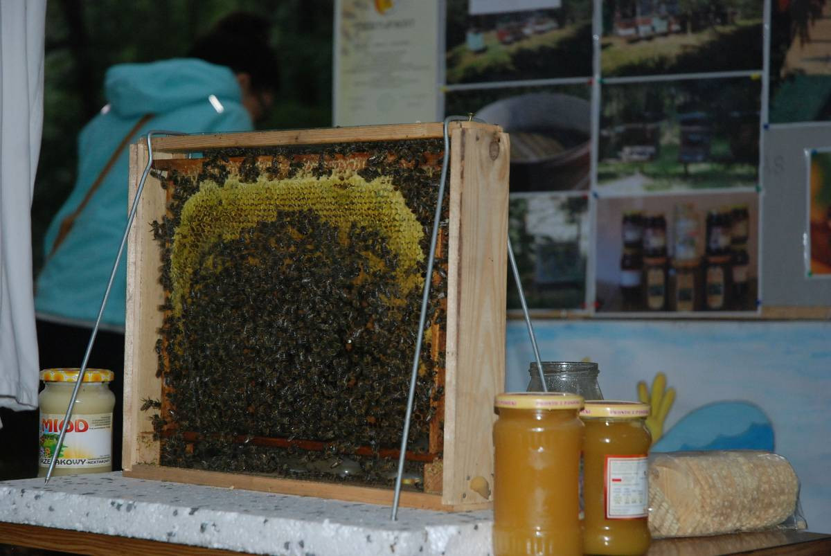 Grzybobranie w spóźnionym deszczu