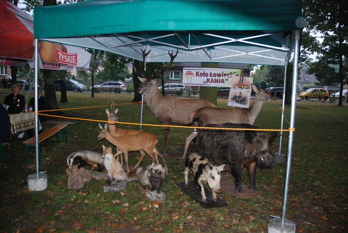 Grzybobranie w spóźnionym deszczu
