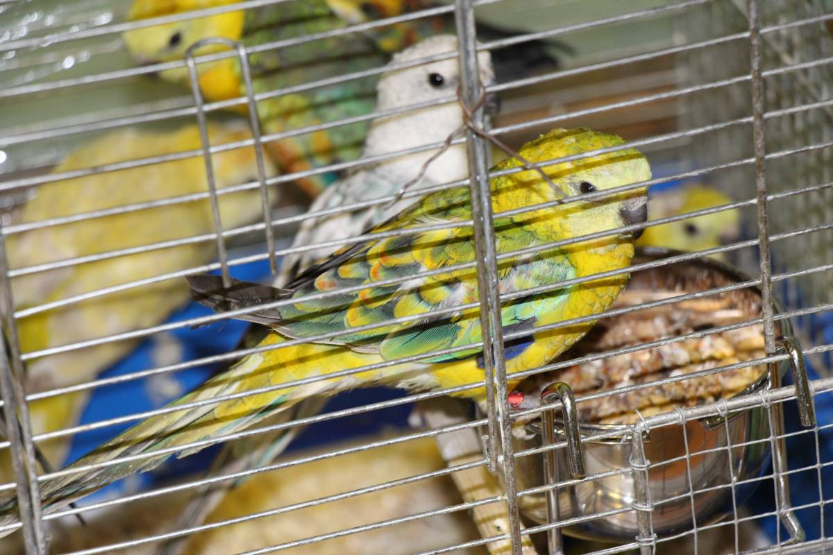 Egzotyczne ptaki w Tworogu