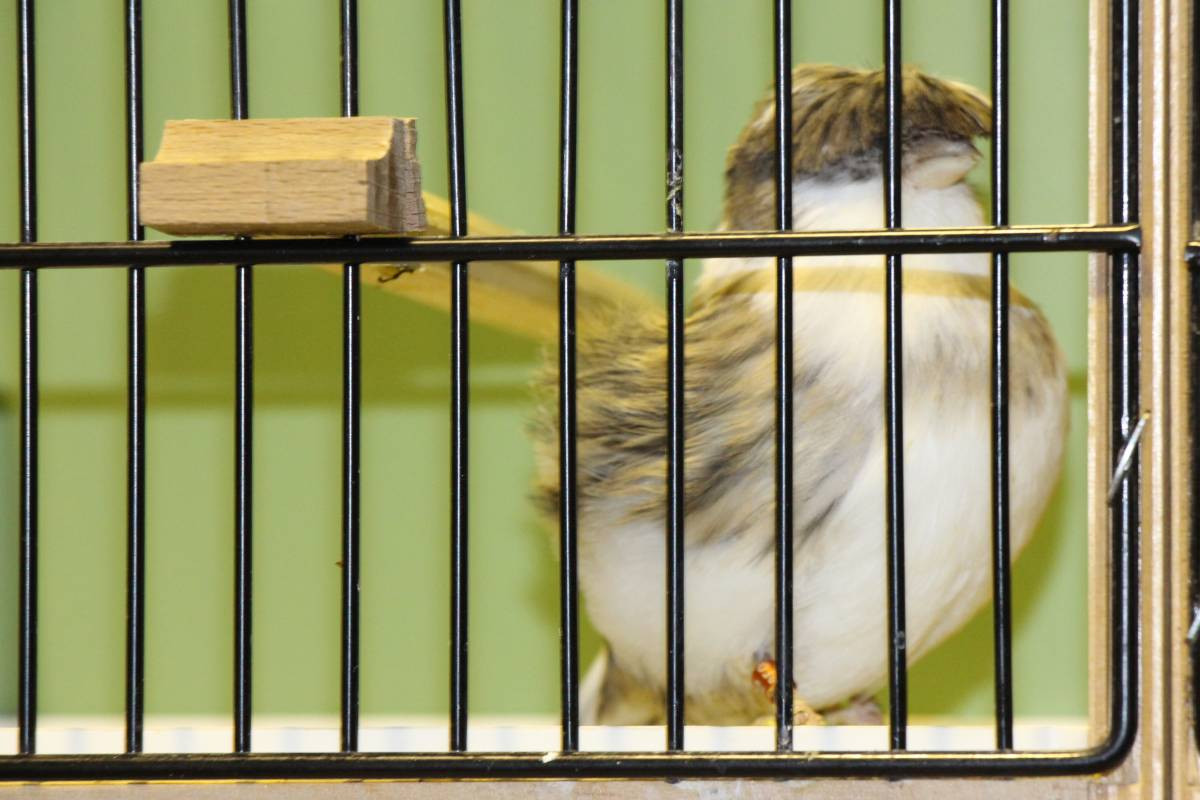 Egzotyczne ptaki w Tworogu