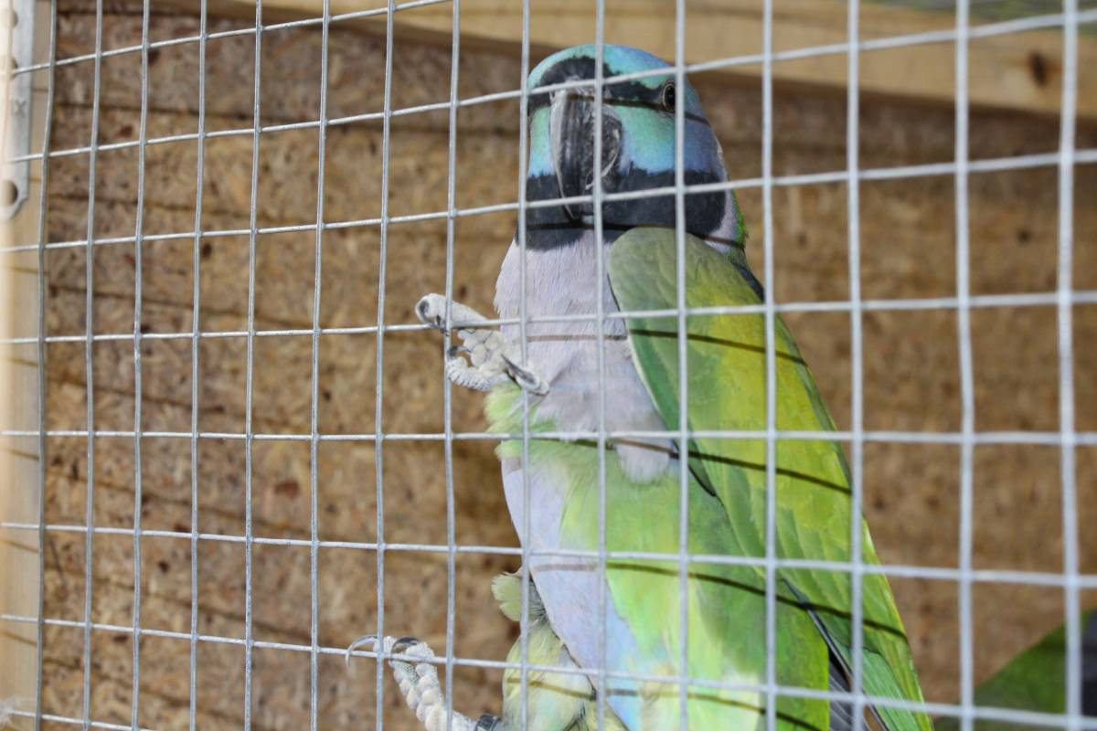 Egzotyczne ptaki w Tworogu