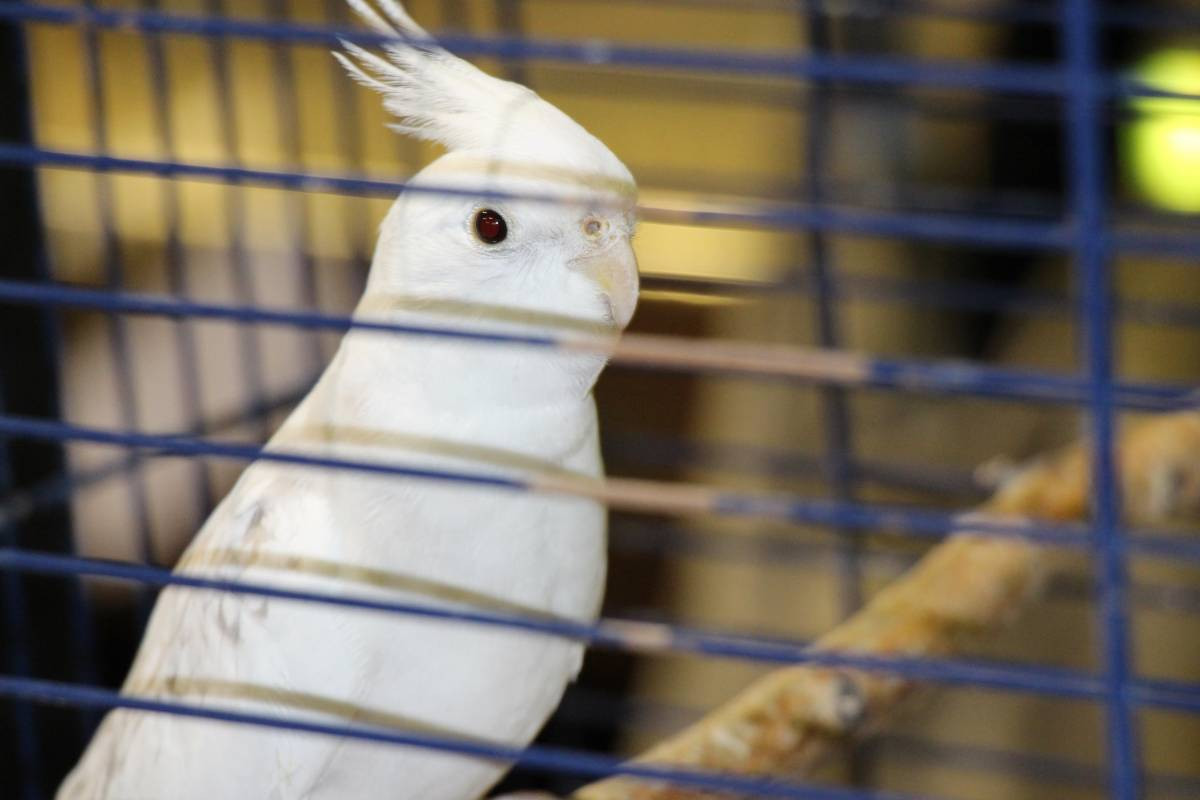 Egzotyczne ptaki w Tworogu