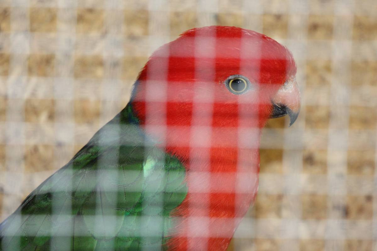 Egzotyczne ptaki w Tworogu