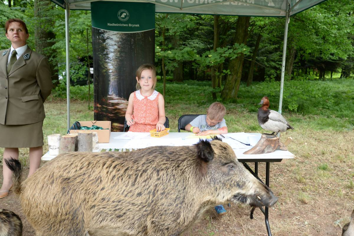 Mistrzostwa na dębie