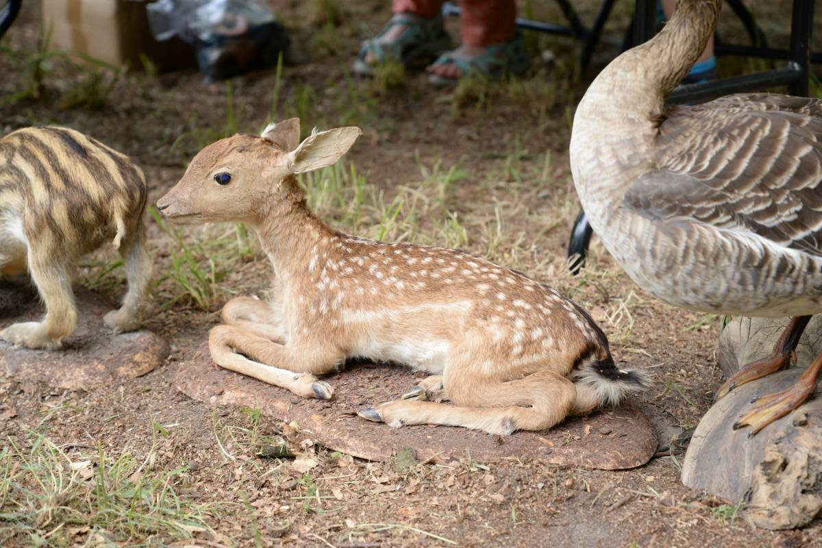 Mistrzostwa na dębie