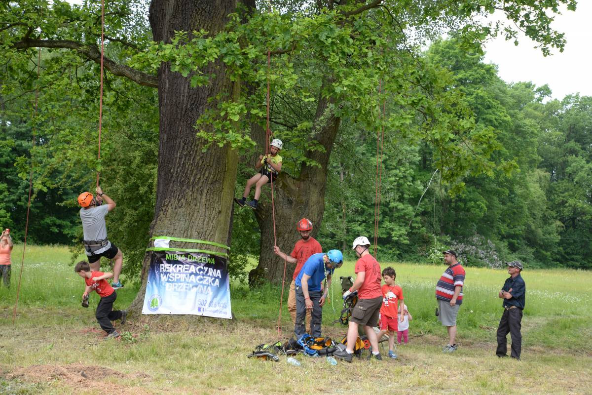 Mistrzostwa na dębie