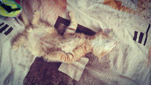 Czekamy na zdjęcia Waszych zwierzaków