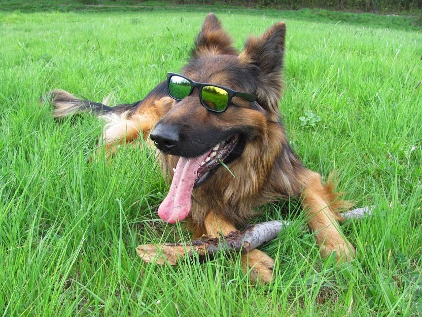 Czekamy na zdjęcia Waszych zwierzaków