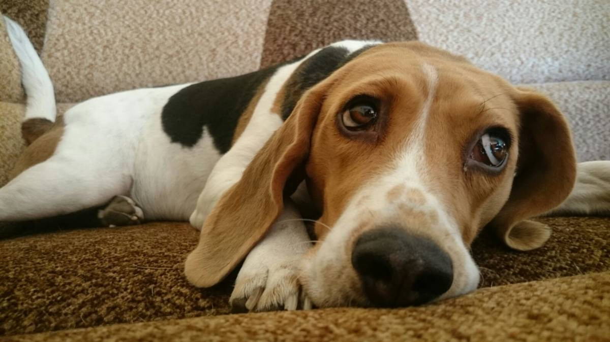 Czekamy na zdjęcia Waszych zwierzaków