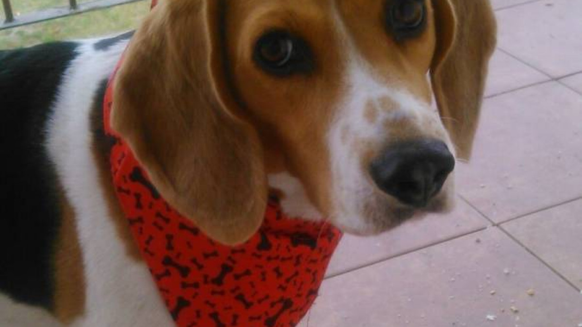 Czekamy na zdjęcia Waszych zwierzaków