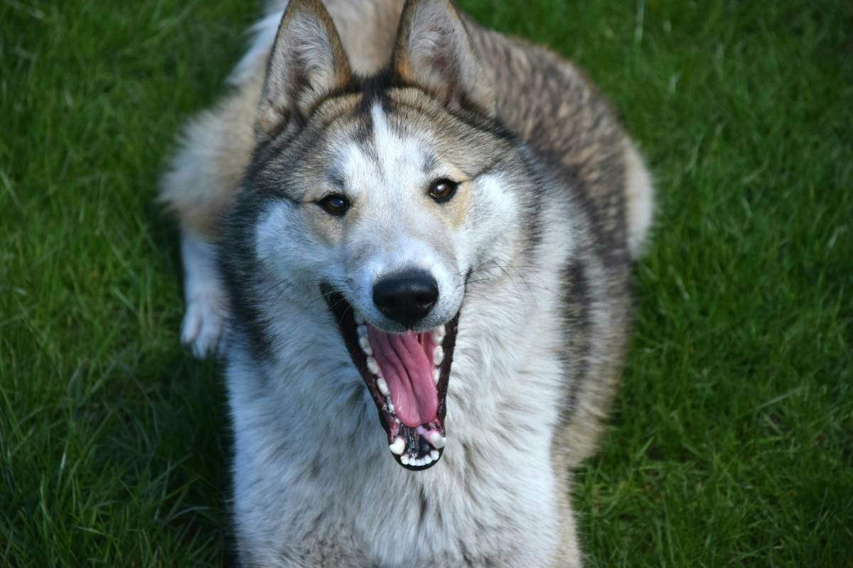 Czekamy na zdjęcia Waszych zwierzaków