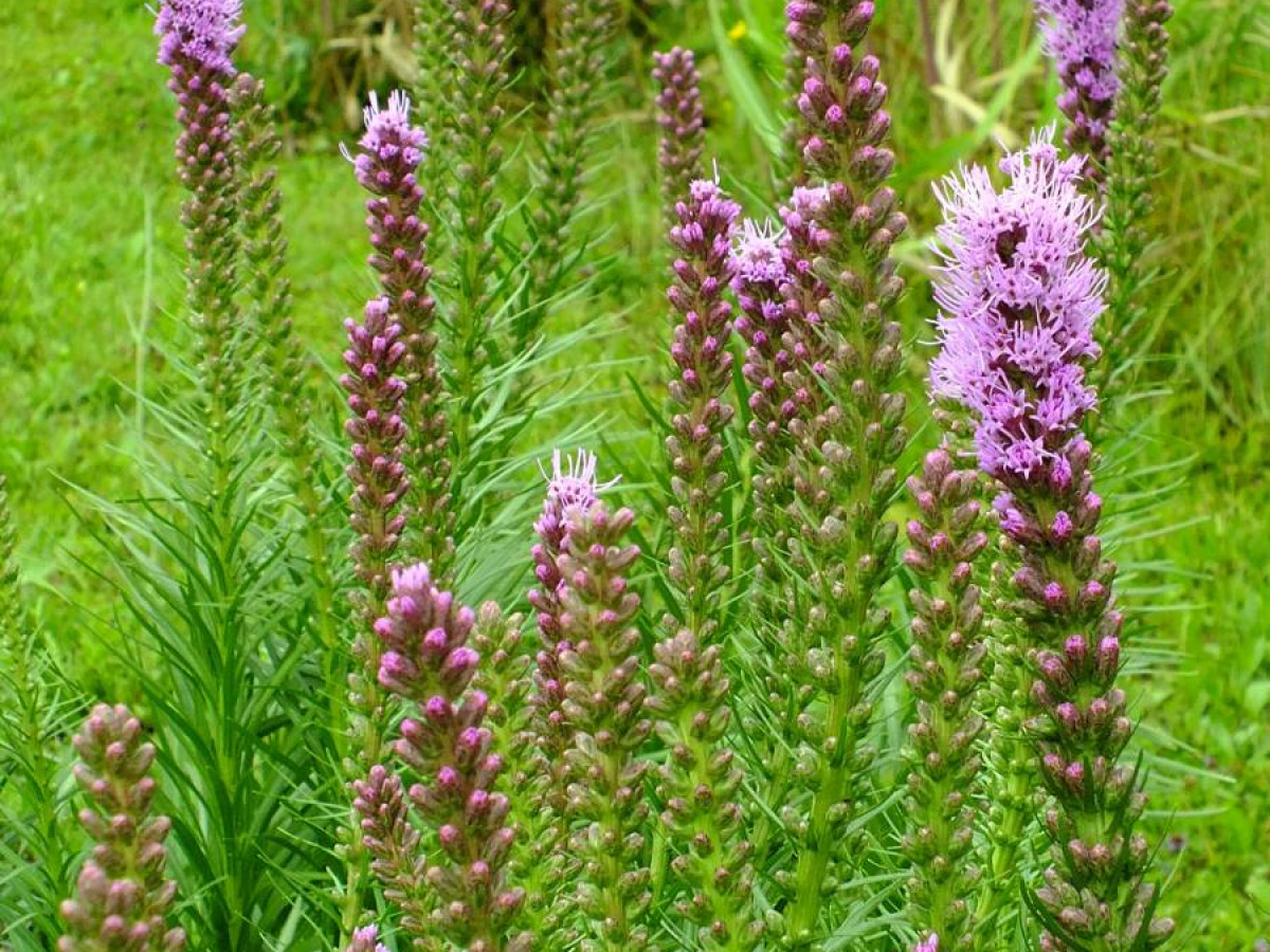 Plebiscyt na najładniejsze ogrody. Jeszcze przyjmujemy zgłoszenia