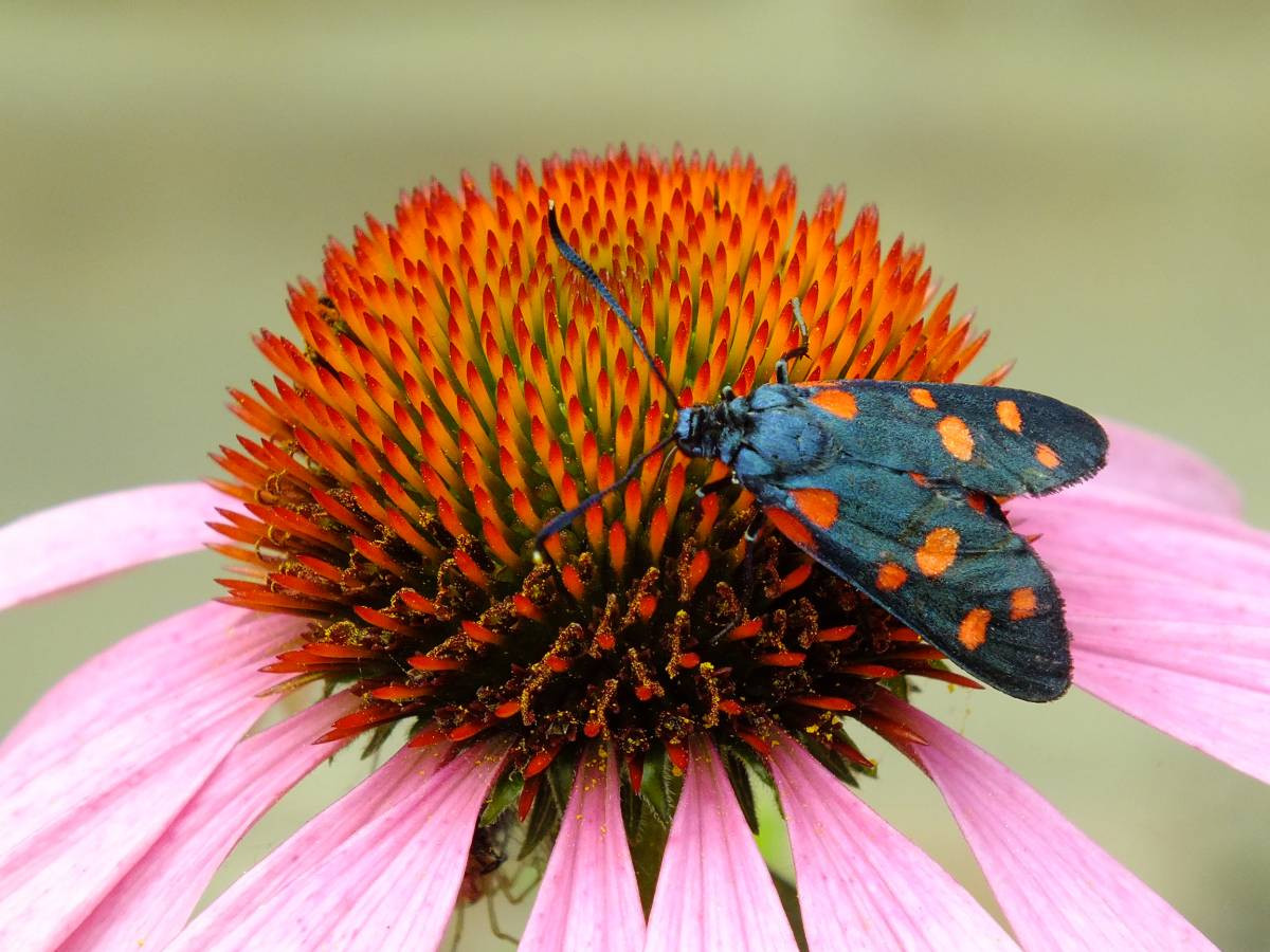 Plebiscyt na najładniejsze ogrody. Jeszcze przyjmujemy zgłoszenia