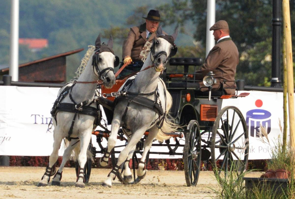 Mistrz w powożeniu (FILM)