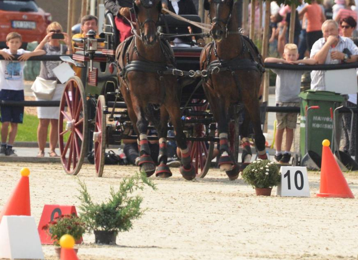 Mistrz w powożeniu (FILM)