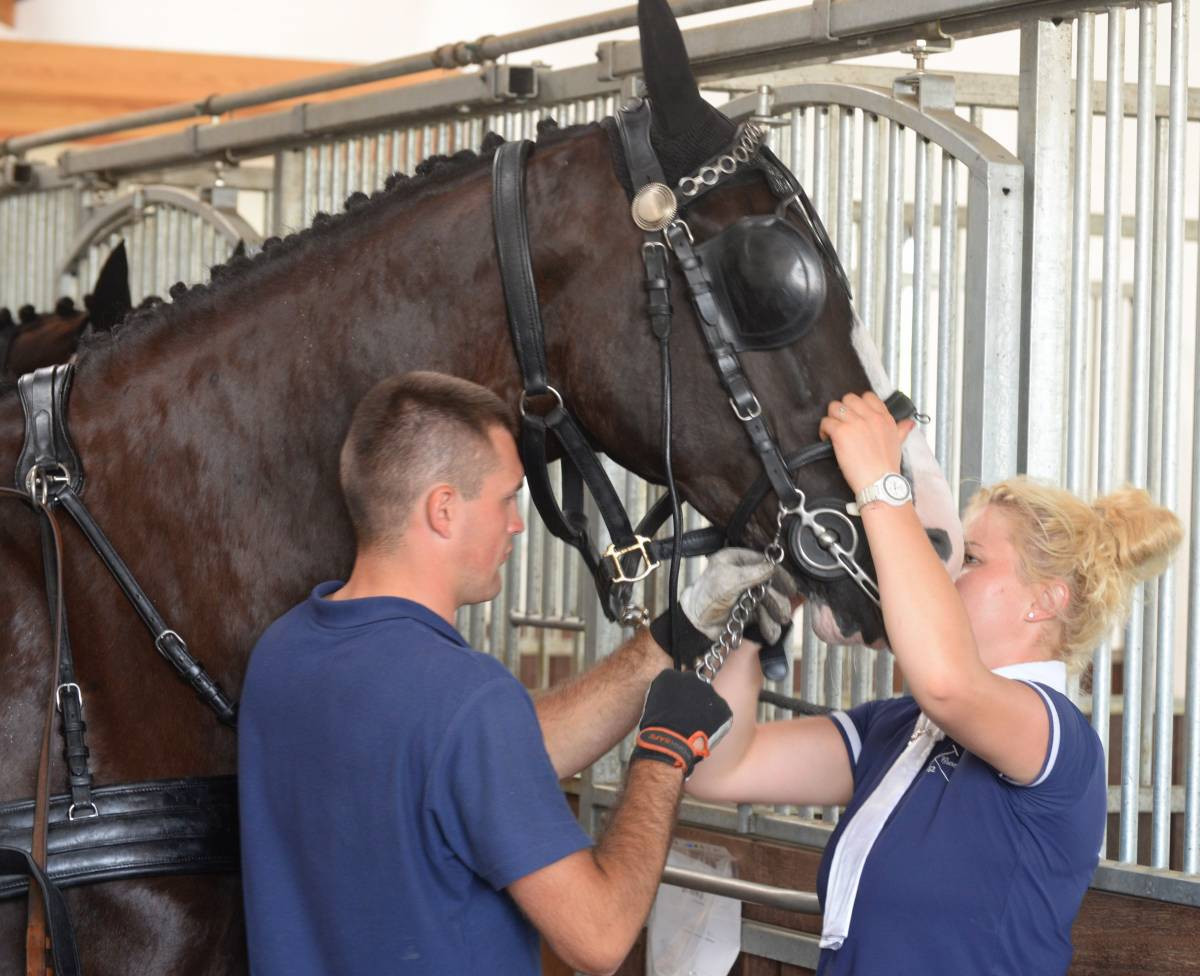 Mistrz w powożeniu (FILM)