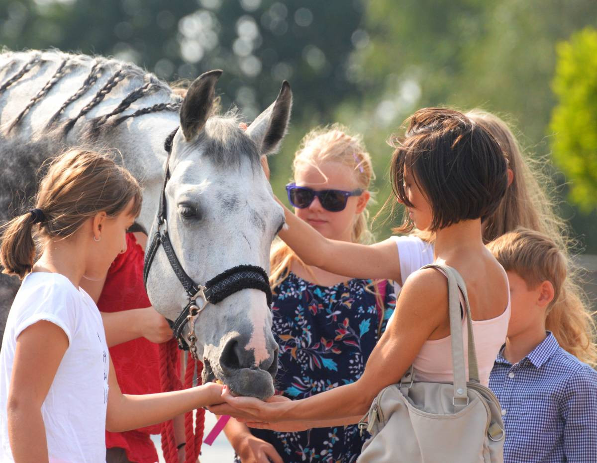 Mistrz w powożeniu (FILM)