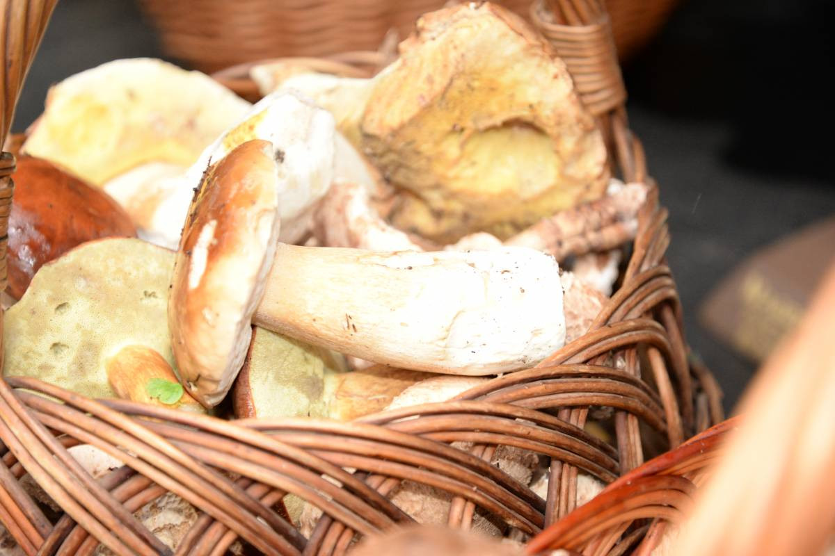 Grzybobranie na bogato (FILM)