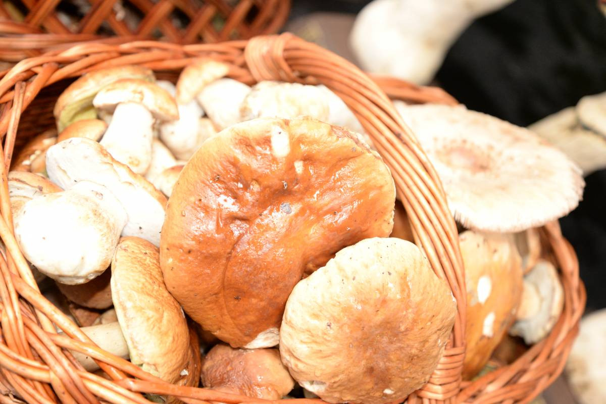 Grzybobranie na bogato (FILM)