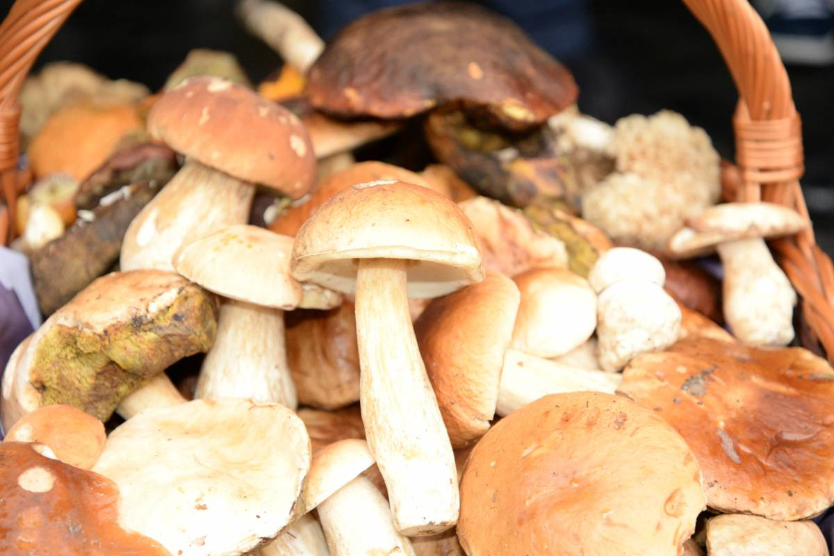 Grzybobranie na bogato (FILM)