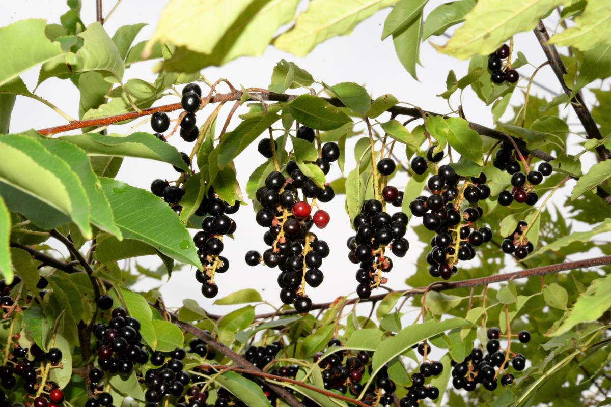 Dożynki pod zachmurzonym niebem